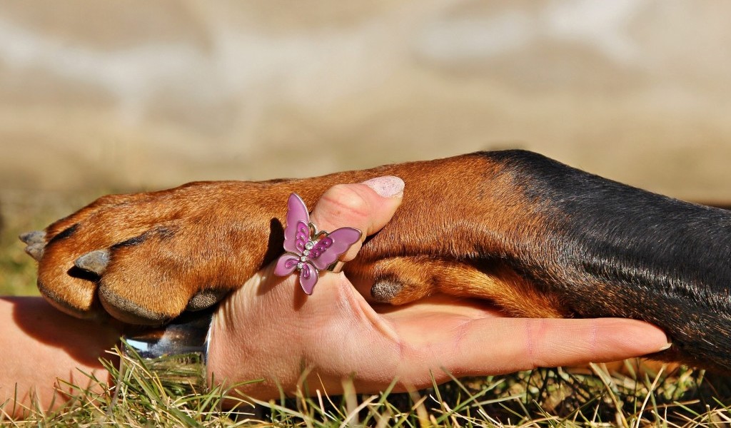 certificazioni prodotti cosmetici animali
