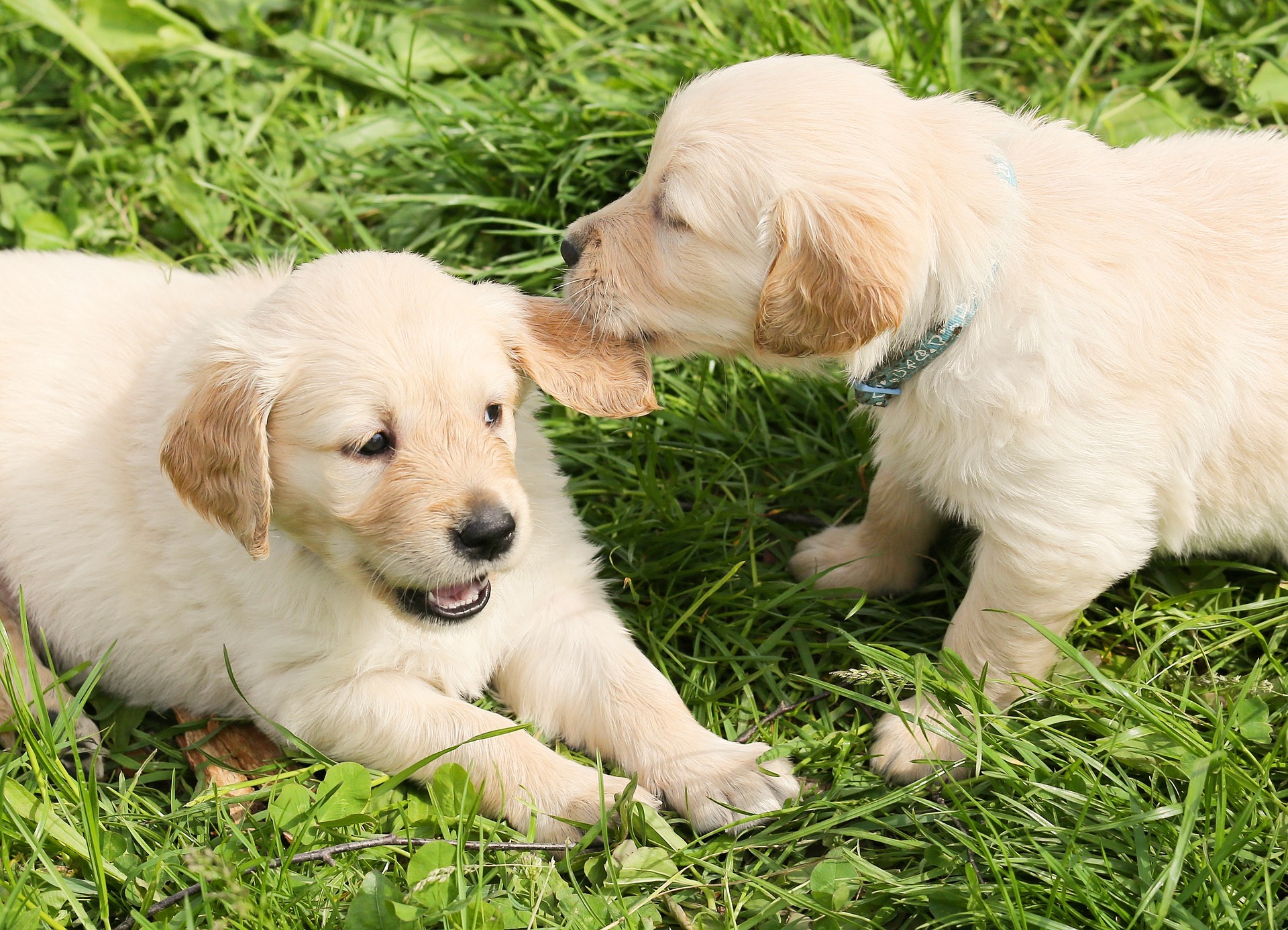 certificazioni-prodotti-cosmetici-animali-normative-8